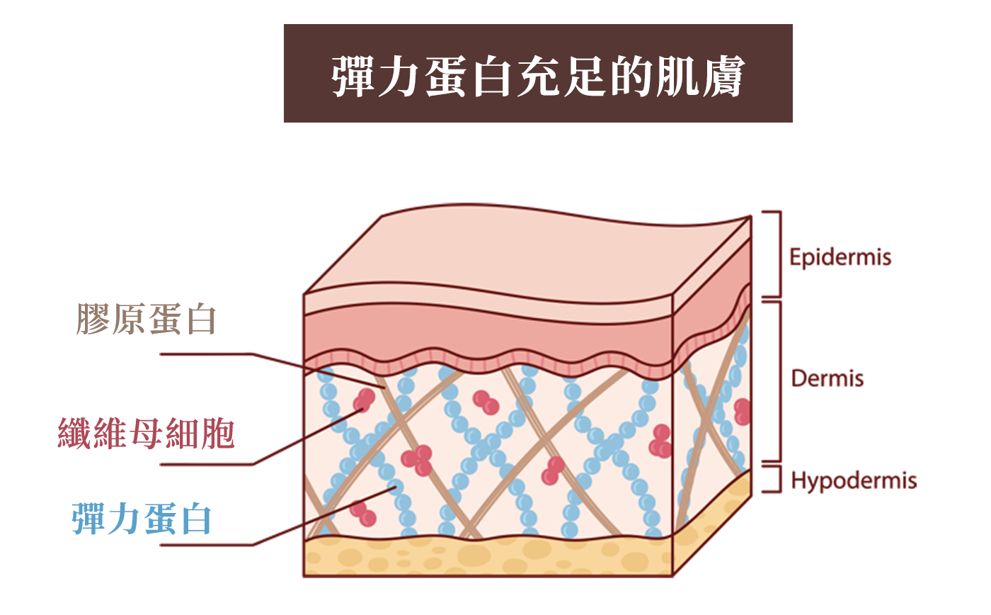 彈力蛋白充足的肌膚